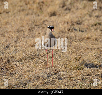 Un incoronato Pavoncella nel sud della savana africana Foto Stock