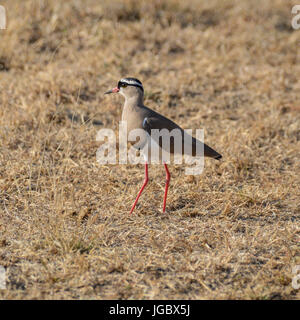 Un incoronato Pavoncella nel sud della savana africana Foto Stock