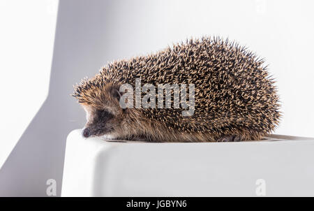 Riccio pone sul tavolo, cute hedgehog. Foto Stock