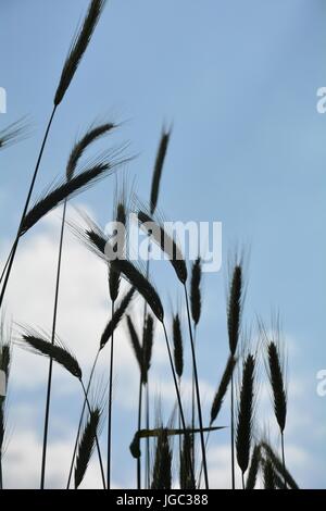 Spighe di grano contro il cielo blu in silhouette Foto Stock