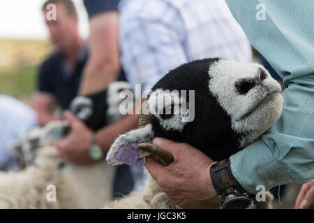 Swaledale pecora ha mostrato al Tan Hill visualizza l'ultimo giovedì di Maggio. Foto Stock