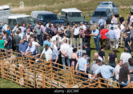 Swaledale pecora ha mostrato al Tan Hill visualizza l'ultimo giovedì di Maggio. Foto Stock