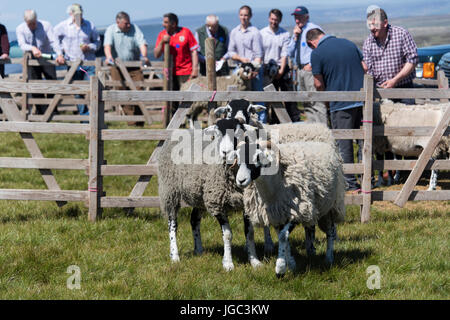 Swaledale pecora ha mostrato al Tan Hill visualizza l'ultimo giovedì di Maggio. Foto Stock