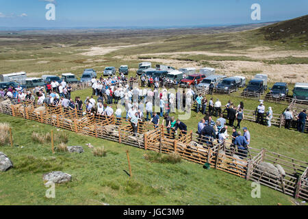 Swaledale pecora ha mostrato al Tan Hill visualizza l'ultimo giovedì di Maggio. Foto Stock