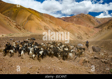 Allevamenti di capra e herder,Agua Negra Pass, Chile-Argentina Foto Stock