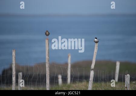 Comune (redshank Tringa totanus) e Arctic Tern (sterna paradisaea) nell'isola Flatey, West Islanda. Foto Stock