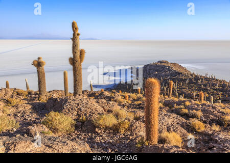 Isla Incahuasi in Salar de Uyuni, Bolivia, Sud America Foto Stock