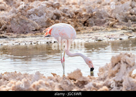 Flamingo cileni, los Flamencos riserva nazionale, il Deserto di Atacama, Cile Foto Stock