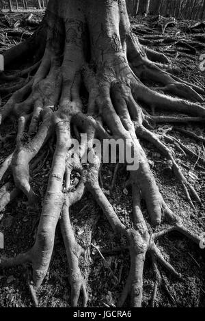 Immagine in bianco e nero di creepy, spooky radici di albero. Un vecchio faggio con radici esposte alla base del tronco. Foto Stock