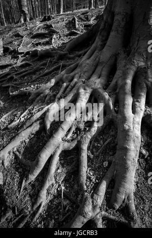 Immagine in bianco e nero di creepy, spooky radici di albero. Un vecchio faggio con radici esposte alla base del tronco. Foto Stock