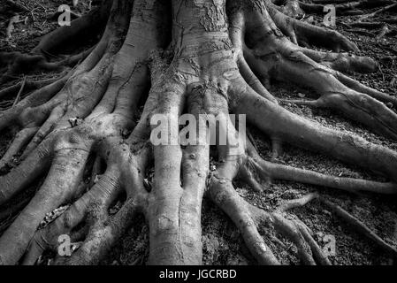 Immagine in bianco e nero di creepy, spooky radici di albero. Un vecchio faggio con radici esposte alla base del tronco. Foto Stock