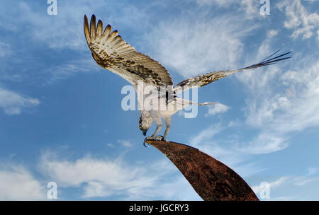Western Osprey bird (Pandion haliaetus), Australia Foto Stock