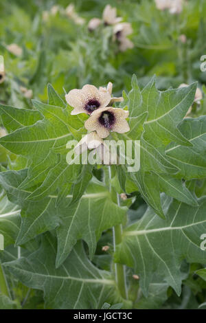 Schwarzes Bilsenkraut, Bilsenkraut, Bilsen-Kraut, "Hexenkraut", Hyoscyamus niger, henbane, maleodoranti nightshade, black henbane, La jusquiame noire, NAC Foto Stock