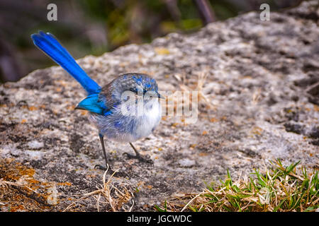 Splendida Fata Wren (Malurus splendens), Perth, Australia occidentale, Australia Foto Stock