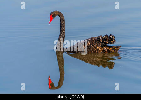 Black Swan in un fiume con la riflessione, Australia Foto Stock