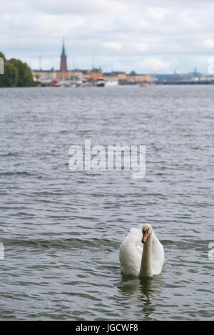 Swan in mare, Stoccolma, Svezia Foto Stock