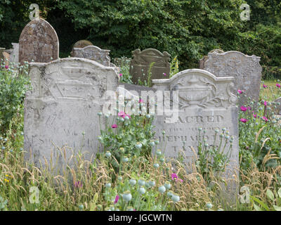 Lapidi in una sezione della fauna selvatica di un cimitero con fiori ed erbe Foto Stock