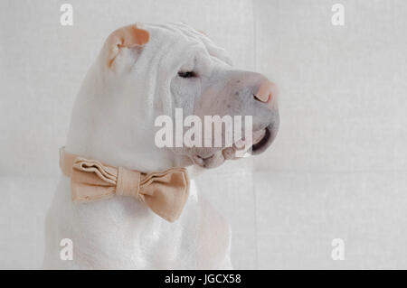 Shar Pei cane che indossa un bow tie Foto Stock