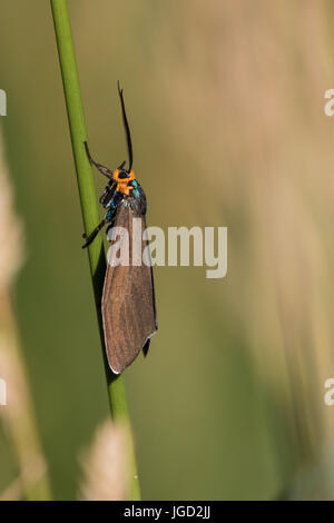 Yellow-Collared Scape Moth Foto Stock