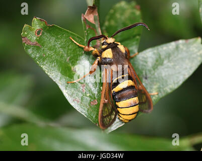 Unione Hornet moth o Hornet Clearwing (Sesia apiformis), un giorno-attiva la tignola mimare un grande bee o hornet. Foto Stock