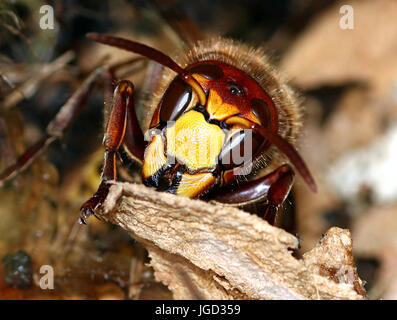 Regina Unione hornet (Vespa crabro) occupato di costruire un nido, extreme close up di testa e ganasce. Foto Stock