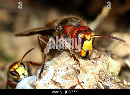 Extreme close up di testa e ganasce di una Regina Unione hornet (Vespa crabro) occupato di costruire un nido. Foto Stock