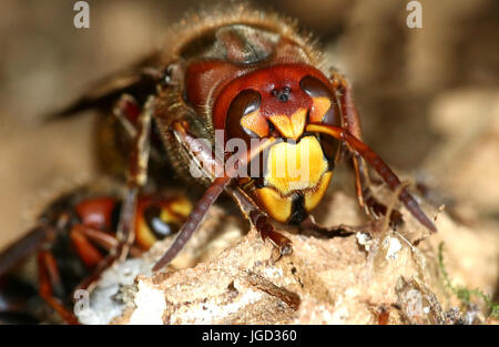 Regina Unione hornet (Vespa crabro) occupato di costruire un nido, extreme close up di testa e ganasce. Foto Stock
