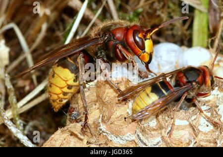 Regina Unione hornet (Vespa crabro) e una minore lavoratore occupato a costruire un nido. Foto Stock