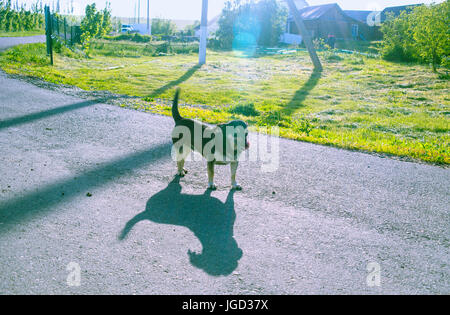 Il piccolo cane lecca lui stesso. Foto con retroilluminazione Foto Stock