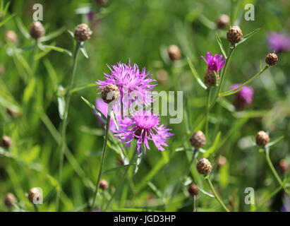 Centaurea scabiosa Foto Stock