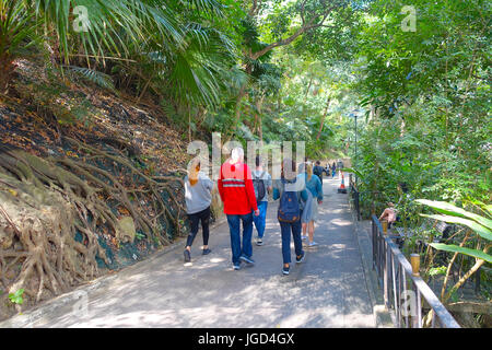 HONG KONG, CINA - 26 gennaio 2017: persone non identificate passeggiata all interno di un parco nella foresta di Hong Kong, Cina. Foto Stock