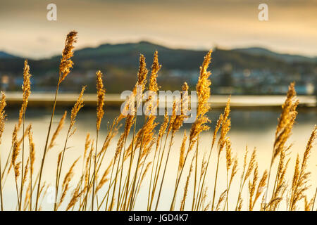 Ance comune (Phragmites australis). Foto Stock