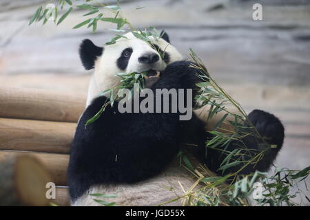 Berlino, Germania. 05 Luglio, 2017. Il Cancelliere Merkel e il presidente cinese Xi Jinpingi visita il panda orsi Meng Meng Jiao e Qing presso la Nuova Panda giardino al giardino zoologico di Berlino. Credito: Simone Kuhlmey/Pacific Press/Alamy Live News Foto Stock