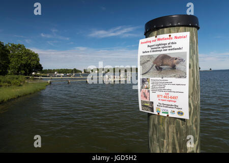 Fairbank, Maryland - Un poster a un dock sulla baia di Chesapeake chiede residenti a relazione segni della nutria invasiva. Foto Stock