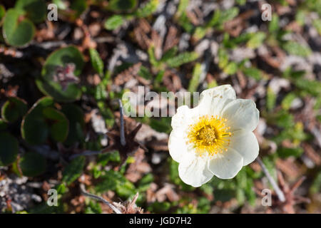 Un delicato giallo e bianco artico fiore cresce su una superficie piana di strato di copertura di massa a Mushamna in Spitzbergen Foto Stock