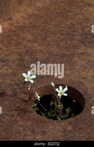 Un delicato fiore artico cresce in un piccolo foro in alcuni rovinato lamiera in corrispondenza di New London in Spitzbergen Foto Stock