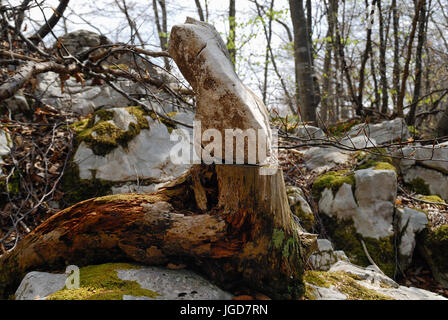 L'Italia, Prealpi Venete, altopiano di Asiago. Una pietra posta su un taglio root segna il percorso. Foto Stock