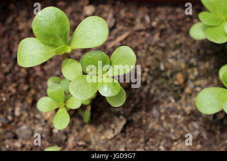 Green portulaca impianto pronto a mangiare Foto Stock