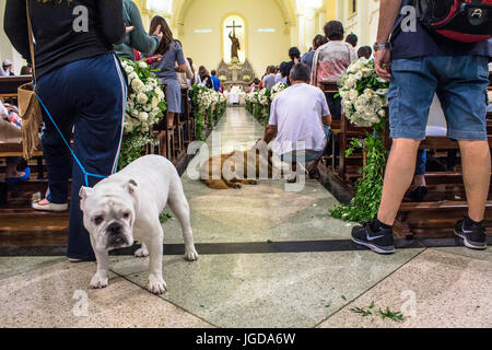 Benedizioni, la massa, la chiesa di San Francisco di Assis, 04/10/2015, Capitale, Vila Clementino, São Paulo, Brasile. Foto Stock