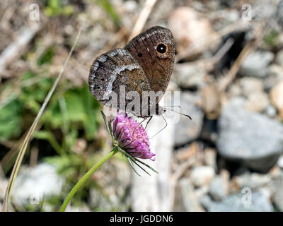Grande fuligginosa satiro butterfly, Satyrus ferula. Foto Stock