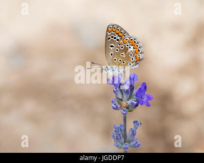 Stupenda farfalla sul grande sfondo. Adonis blu. Foto Stock