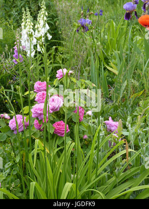 Giardino fiorito con rose rosa, iris e foxgloves Foto Stock