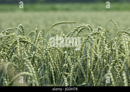 Campo di grano e farro, raccolto Foto Stock