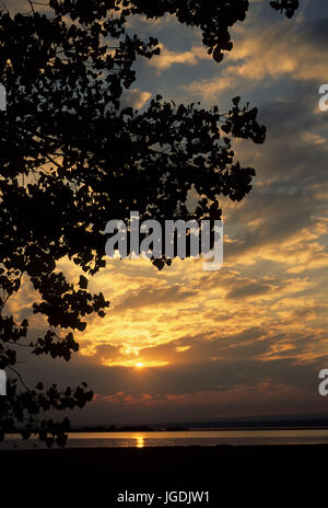 Pioppi neri americani alba, Presque Isle State Park, Pennsylvania Foto Stock