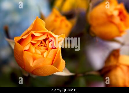 Color arancio rose in miniatura con profondità di campo Foto Stock