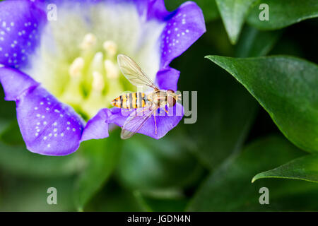 Femmina Hoverfly marmellata, Episyrphus balteatus su una pianta alpina, genziana blu fiore, Dorset, Regno Unito Foto Stock