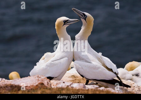 Gannett, Morus bass ano sull isola di Helgoland, Baßtölpel (Morus bassanus) auf Helgoland Foto Stock