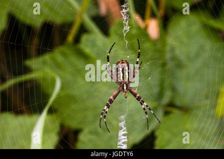 Wasp del pin, Argiope bruennichii, Wespenspinne (Argiope bruennichii) Foto Stock