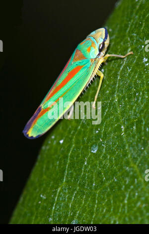 Rhododendronziukade, Graphocephala fennahi, Rhododendronziukade (Graphocephala fennahi) Foto Stock