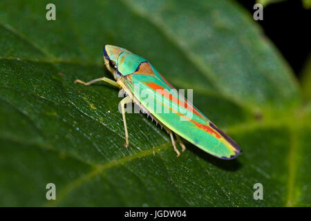 Rhododendronziukade, Graphocephala fennahi, Rhododendronziukade (Graphocephala fennahi) Foto Stock